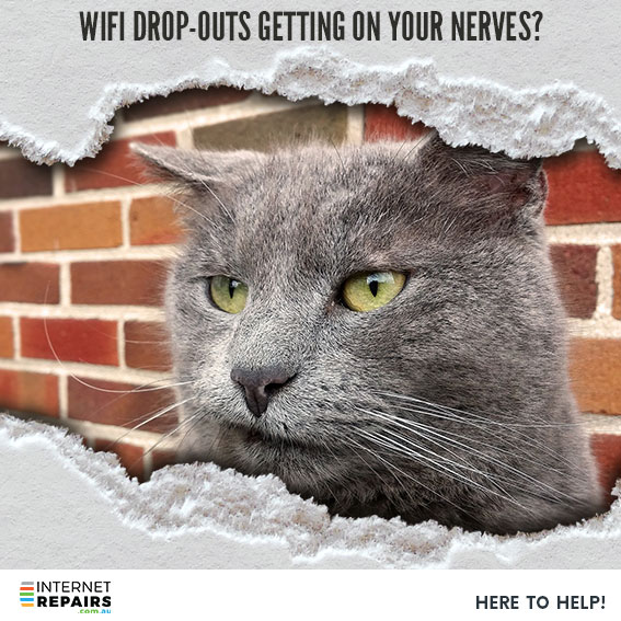WiFi dropouts getting on your nerves - cat against brick wall waiting for you to call Internet Repairs, here to help